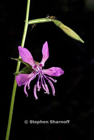 clarkia rhomboidea 3 graphic